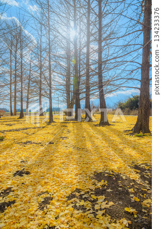 Ginkgo trees and a carpet of fallen leaves [Nagano Prefecture] 134233376