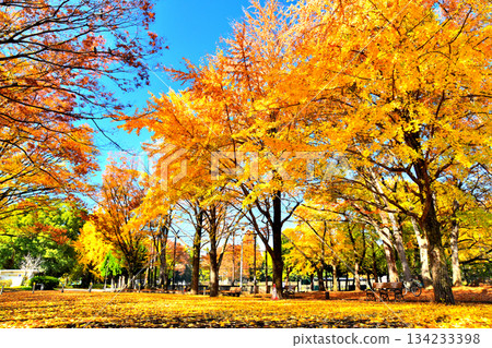 赤塚公園（中央區）（東京都板橋區）[2025 年 11 月] 134233398