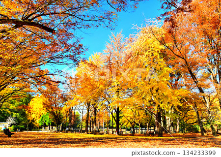 Akatsuka Park (Central District) (Itabashi Ward, Tokyo) [November 2025] 134233399