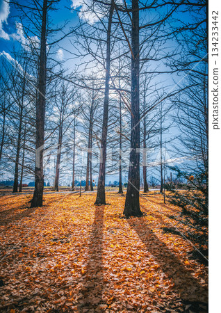 Shadows falling on a carpet of fallen leaves [Nagano Prefecture] 134233442