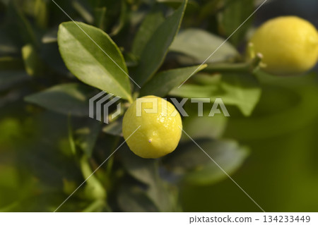Limequat Limequat 134233449