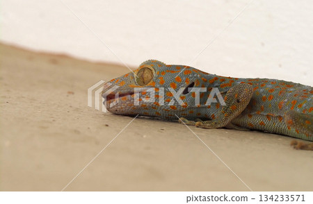 Colorful gecko spotted reptile orange dots blue skin close up wall resting macro detail. Quiet moment, calm mood Colorful gecko spotted reptile orange dots blue skin close up wall resting macro detail. Quiet moment, calm mood 134233571