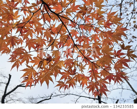 Autumn sky and red maple leaves Autumn sky and red maple leaves 134233585
