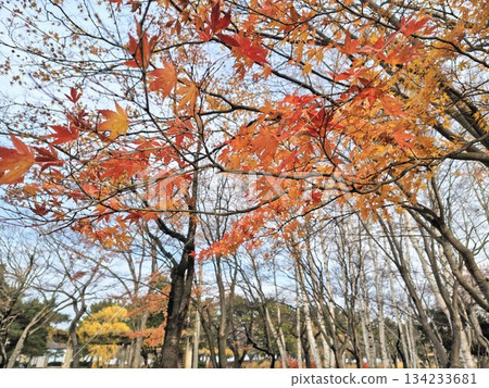 Beautiful trees with autumn leaves Beautiful trees with autumn leaves 134233681