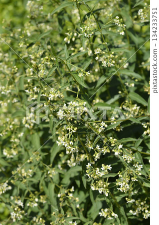 White swallow-wort White swallow-wort 134233751