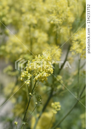 Common meadow rue 134233752