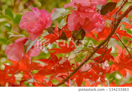 Satellite flowers and autumn leaves Satellite flowers and autumn leaves 134233863