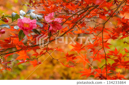 Satellite flowers and autumn leaves Satellite flowers and autumn leaves 134233864