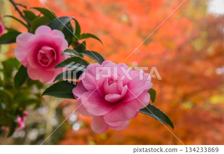 Satellite flowers and autumn leaves 134233869