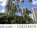 Palm trees and buildings in Honolulu, Hawaii 134234074