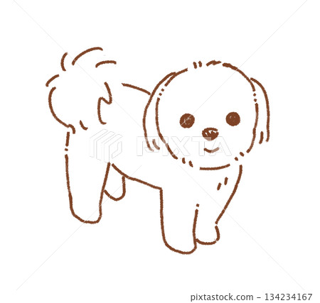貴賓犬 134234167