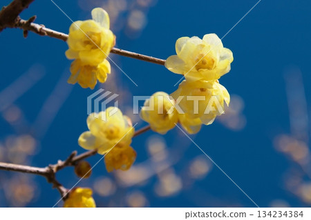 在神奈川縣的冬青園裡,冬青花預示著早春的到來。 在神奈川縣的冬青園裡,冬青花預示著早春的到來。 134234384