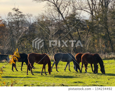 Serene farm scene featuring horses feeding in vibrant meadow 134234492