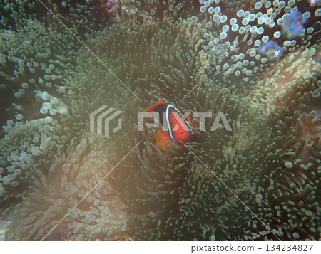 海葵和小丑魚(Amphiprion frenatus)的特寫 海葵和小丑魚(Amphiprion frenatus)的特寫 134234827