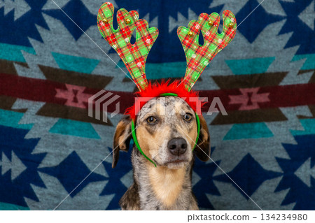 spotted dog in Christmas outfit, with checkered antlers on its head. Christmas ornament. spotted dog in Christmas outfit, with checkered antlers on its head. Christmas ornament. 134234980
