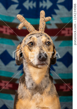 spotted dog in Christmas outfit, with small deer antlers on its head. Christmas ornament.  134234986