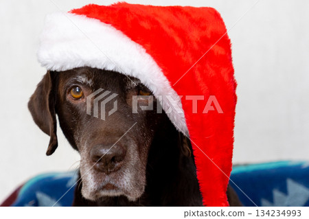chocolate labrador wearing red Santa hat. cute pet is lying on a chair. a pet poses for picture. chocolate labrador wearing red Santa hat. cute pet is lying on a chair. a pet poses for picture. 134234993