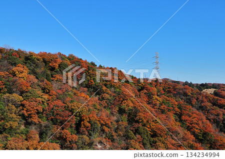 Autumn leaves at Hoshida Garden (Katano City, Osaka Prefecture) Autumn leaves at Hoshida Garden (Katano City, Osaka Prefecture) 134234994