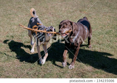 Two funny dogs are playing in the park on green lawn. pets are gnawing on stick.  134235006