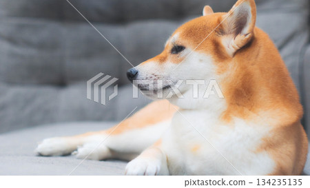 Profile view of a relaxed Shiba Inu dog lying down on a gray sofa, comfortable posture. 134235135