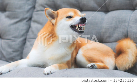 Full view of an angry Shiba Inu dog lying on a gray sofa, showing teeth and ready to bark. Full view of an angry Shiba Inu dog lying on a gray sofa, showing teeth and ready to bark. 134235136
