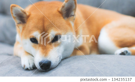 Close-up portrait of a relaxed Shiba Inu dog lying down on a gray sofa, looking at the camera. 134235137
