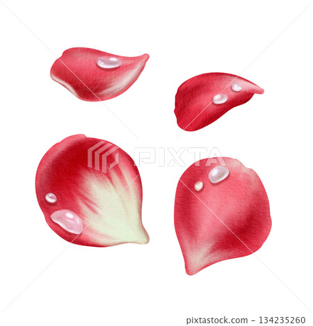 Red rose petals and transparent drops of water in realistic style in watercolor technique as a symbol of love,passion and desire.Hand-drawn illustration for Valentine's Day, March 8, Mother's Day 134235260