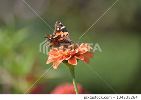Butterfly resting on an orange flower 134235264