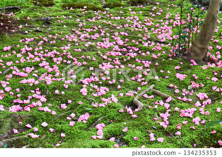 京都靈觀寺春季特別觀賞期內美麗的落山山花（京都府京都市左京區） 134235353