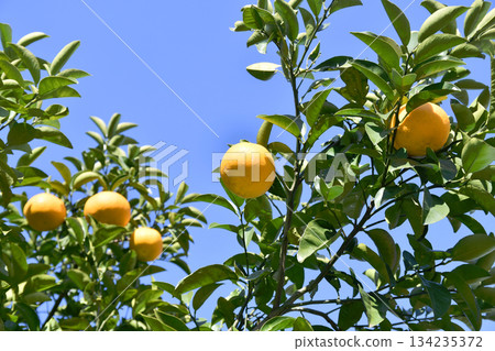 Summer mandarins in the orchard 134235372