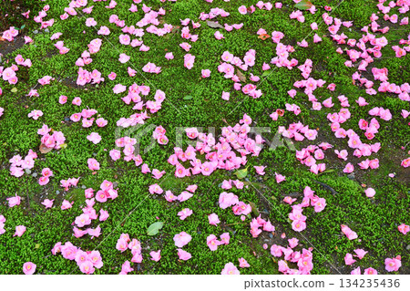 Beautiful fallen camellias at Reikanji Temple in Kyoto during the spring special viewing period (Sakyo Ward, Kyoto City, Kyoto Prefecture) Beautiful fallen camellias at Reikanji Temple in Kyoto during the spring special viewing period (Sakyo Ward, Kyoto City, Kyoto Prefecture) 134235436
