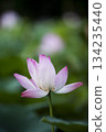 Pink Lotus Flower in Soft Green Bokeh 134235440
