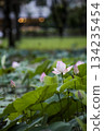 Pink Lotus Flower in Soft Green Bokeh 134235454