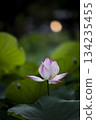 Pink Lotus Flower in Soft Green Bokeh 134235455