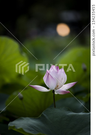 Pink Lotus Flower in Soft Green Bokeh Pink Lotus Flower in Soft Green Bokeh 134235455