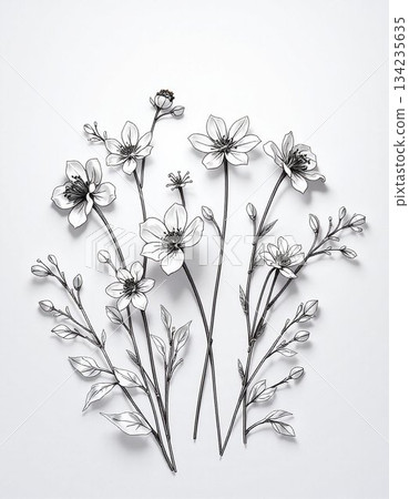 wild chamomile flowers on white 134235635