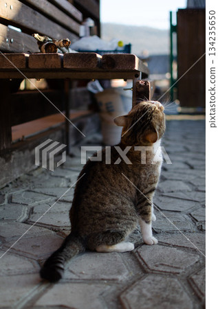 cat, animal, portrait 134235650