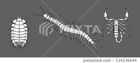 Detailed ink drawings of isopod, centipede, and scorpion on dark background. Detailed ink drawings of isopod, centipede, and scorpion on dark background. 134236044