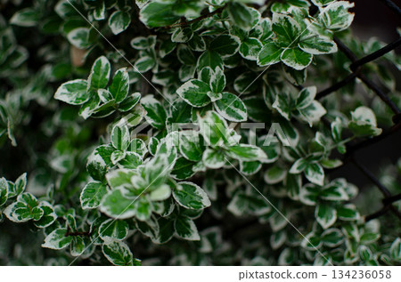 foliage, green, leaf 134236058