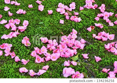 Beautiful fallen camellias at Reikanji Temple in Kyoto during the spring special viewing period (Sakyo Ward, Kyoto City, Kyoto Prefecture) 134236258