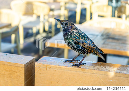 Profile Bird Starling Sturnus vulgaris closeup 134236331