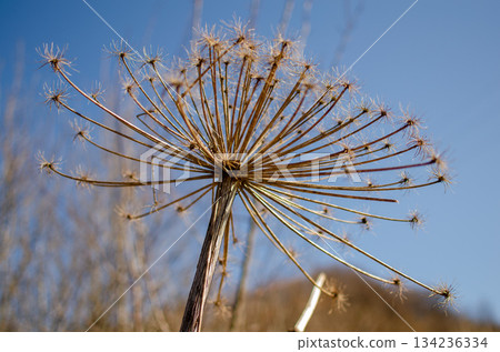Sosnowsky's hogweed. A dry flower against the backdrop of mountains in spring. Dangerous plant 134236334