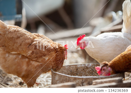 Three chickens are eating out of a metal bowl. One of the chickens is brown and the other two are white Three chickens are eating out of a metal bowl. One of the chickens is brown and the other two are white 134236369