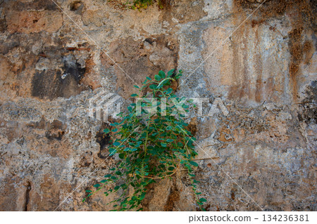 The plant grows on an old stone wall. The plant is green and has leaves. 134236381