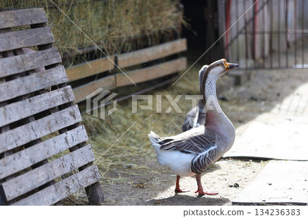 A domestic goose walks around the farm yard. A domestic goose walks around the farm yard. 134236383