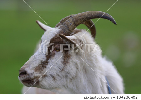 A close-up of a black goat with horns on a green meadow. A close-up of a black goat with horns on a green meadow. 134236402