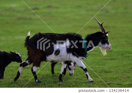 Black and white goats graze on a green meadow in a pasture. Black and white goats graze on a green meadow in a pasture. 134236414