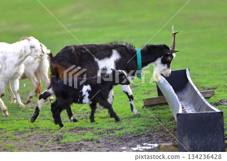 A black and white goat with kids is grazing on a green meadow. They are walking towards the feeding trough. A black and white goat with kids is grazing on a green meadow. They are walking towards the feeding trough. 134236428