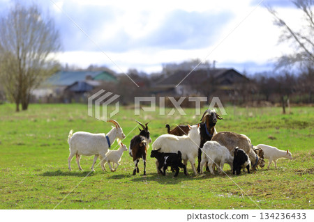 A herd of goats grazes in a farmer's meadow. A herd of goats grazes in a farmer's meadow. 134236433