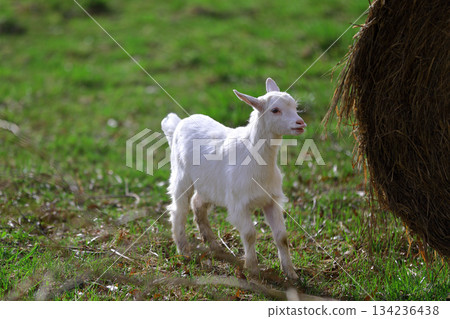 A small white kid is grazing on the green grass. A small white kid is grazing on the green grass. 134236438